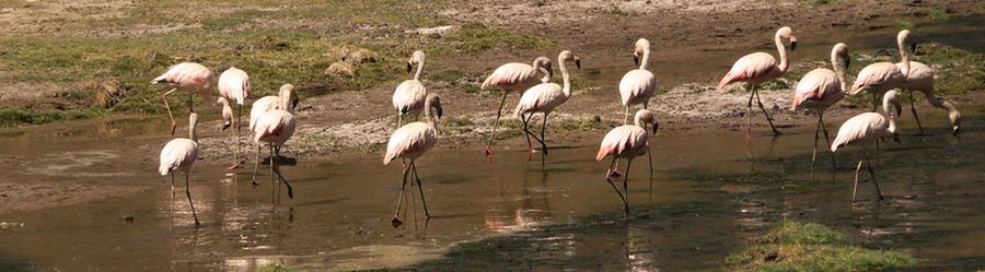 Parinas en la laguna