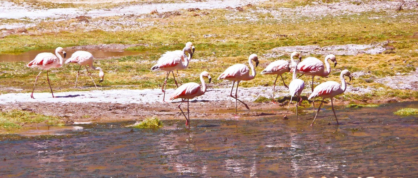 Parinas en una laguna del altiplano de Arica y Parinacota